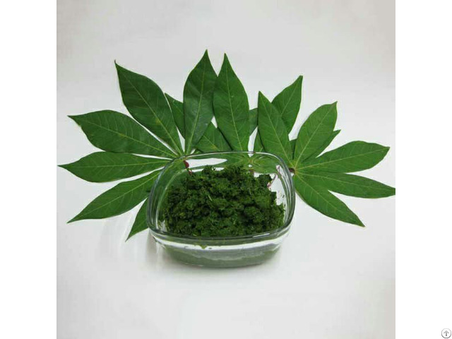 100% Fresh Cassava Leaf For Food Industry With High Quality From Vietnam