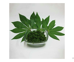 100% Fresh Cassava Leaf For Food Industry With High Quality From Vietnam