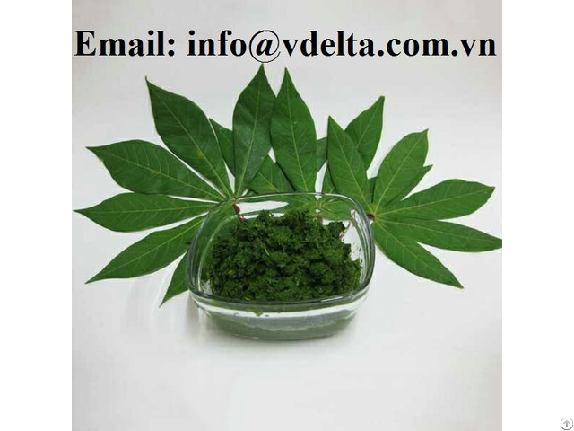 100% Fresh Cassava Leaf For Food Industry