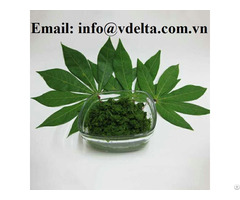 100% Fresh Cassava Leaf For Food Industry