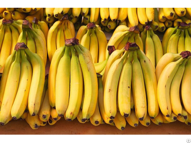 High Quality Cavendish Banana From Viet Nam