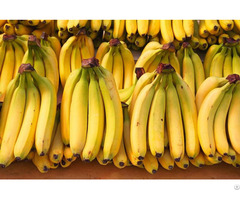 High Quality Cavendish Banana From Viet Nam