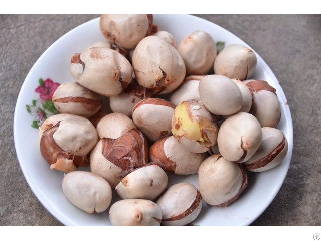 Hot Sale Jackfruit Seed From Viet Nam