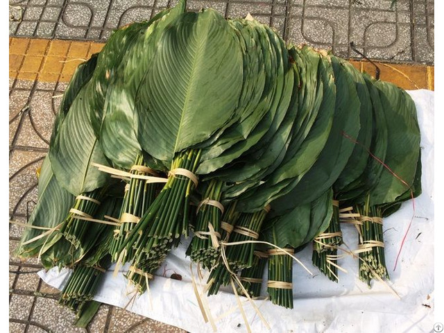 Vietnamese Natural Green Dong Leaves For Decorating Food