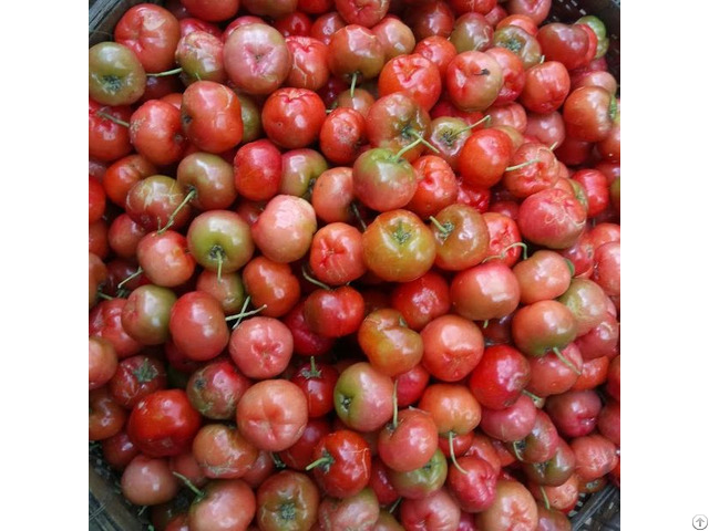 Frozen Acerola From Vietnam