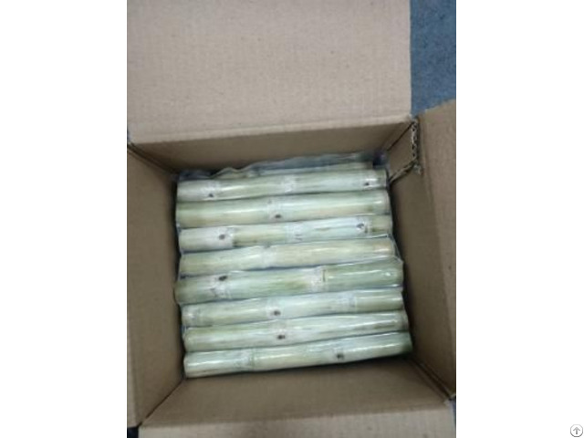 Frozen Sugarcane Saccharum Year Round High Quality For Exporting From Vietna