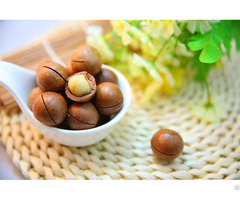 Macadamia Nuts From Vietnam The Best Price And Healthy