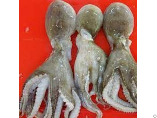 Frozen Octopus From Vietnam