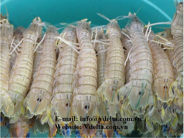 Mantis Shrimp Whatsapp 84 964 309 915