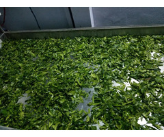 Dried Kaffir Lime Leaves 100% Natural Product
