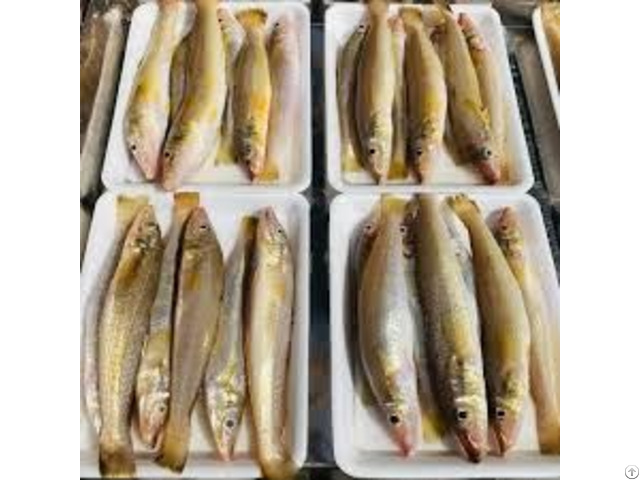 Frozen Opaque Fish Hight Quality