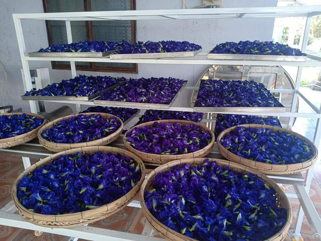 Dried Butterfly Pa Flower From Vietnam With High Quality And Good Price