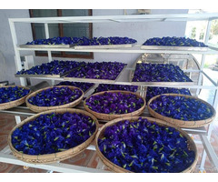 Dried Butterfly Pa Flower From Vietnam With High Quality And Good Price