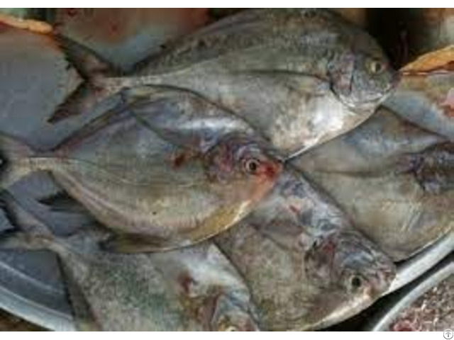 Frozen Fresh Black Pomfret Hight Quality