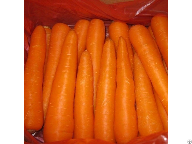 Fresh Carrots Hight Quality