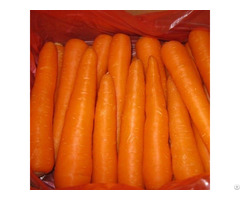 Fresh Carrots Hight Quality