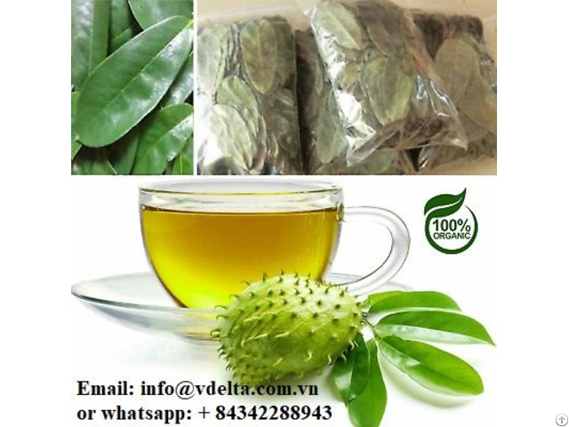 100% Natural Dried Soursop Leaf From Vietnam