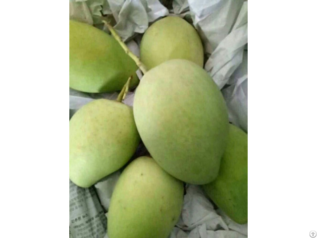 Fresh Mango Fruit