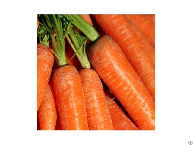 Hight Quality Fresh Carrot