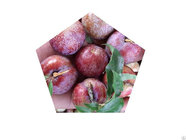 Fresh Plum Prunus Salicina