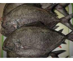 Hight Quality Frozen Fresh Black Pomfret