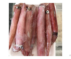 Hight Quality Frozen Salted Egg Squid