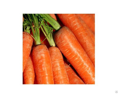 Hight Quality Fresh Carrot From Vietnam