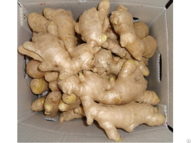 Fresh Ginger High Quality Cheap Price From Vietnam