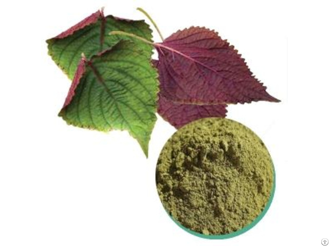 Natural Perilla Frutescens Powder