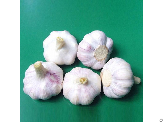 Hight Quality Natural Garlic From Viet Nam