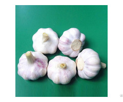 Hight Quality Natural Garlic From Viet Nam