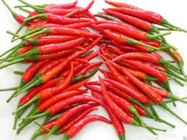 Fresh Chili With Premium Quality