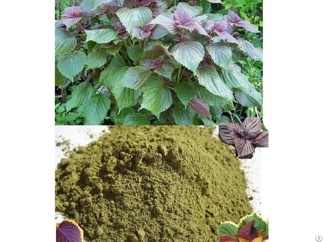 Dried Perilla Leaf Powder From Viet Nam