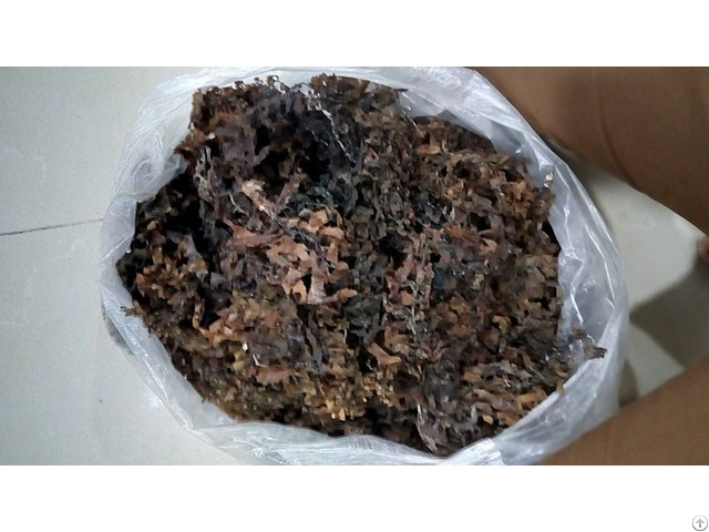 Supply Dried Sargassum Seaweed