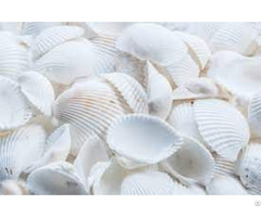 Best Price Seashells For Animal Feed