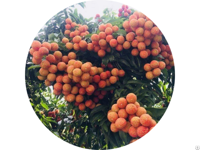 Hight Quality Fresh Lychee Fruit From Vietnam