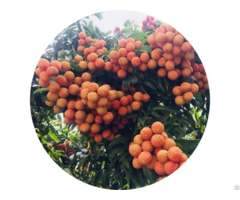 Hight Quality Fresh Lychee Fruit From Vietnam
