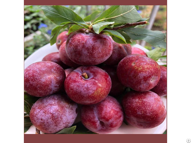 Sour Tasty Fresh Plum Prunus Salicina