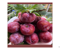 Sour Tasty Fresh Plum Prunus Salicina