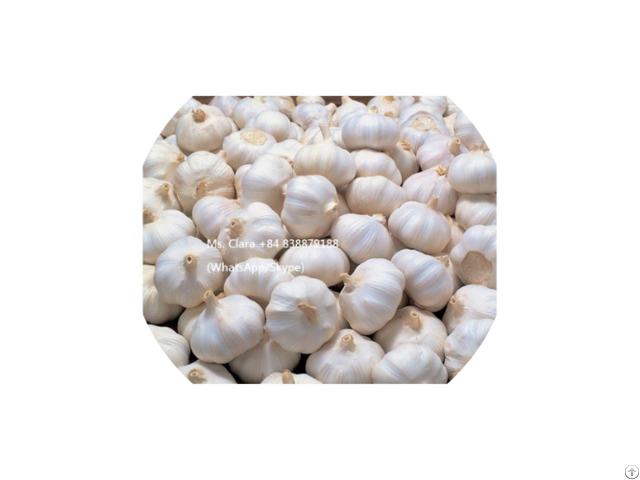 Hight Quality Bulk Supplier Natural Garlic From Viet Nam