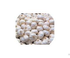 Hight Quality Bulk Supplier Natural Garlic From Viet Nam