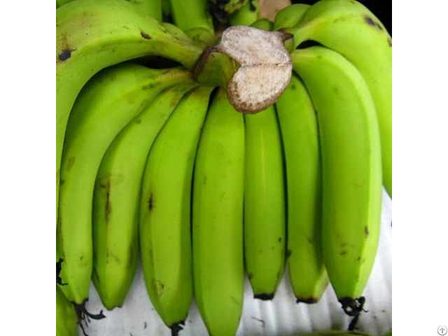 Fresh Cavendish Banana From Vietnam