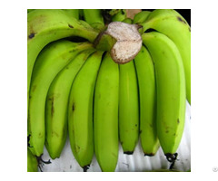 Fresh Cavendish Banana From Vietnam
