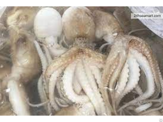 Frozen Octopus Seafood