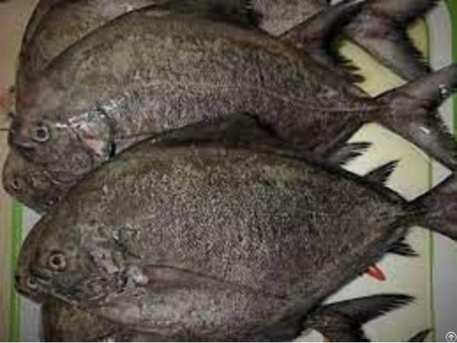 Frozen Fresh Black Pomfret Seafood