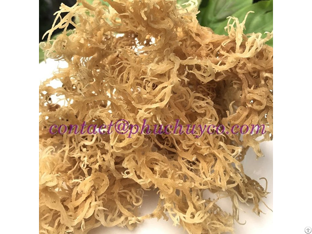 Natural Super Golden Sea Moss Vietnam