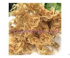 Natural Super Golden Sea Moss Vietnam