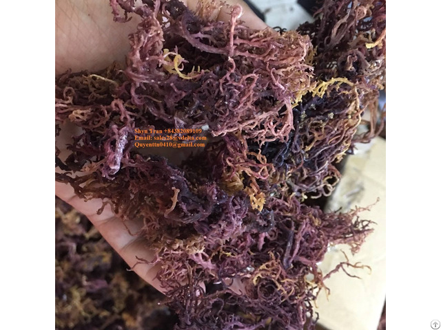 Hight Quality Dried Eucheuma Cottonii Seaweed