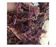 Hight Quality Dried Eucheuma Cottonii Seaweed