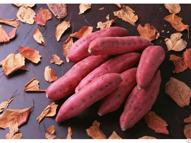 Fresh Sweet Potato